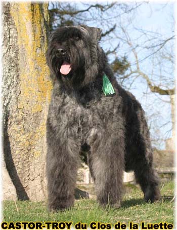 bouvier des flandres du clos de la luette - copyright déposé